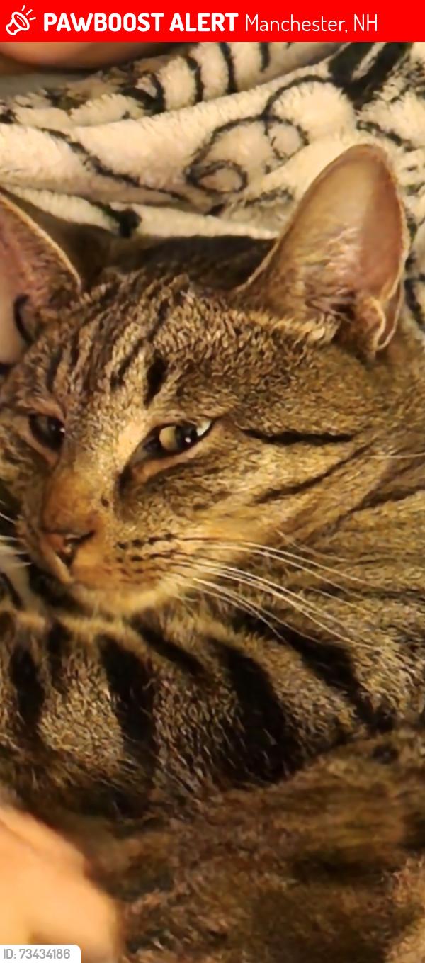 Lost Male Cat last seen Sherwood dr, Manchester, NH 03103