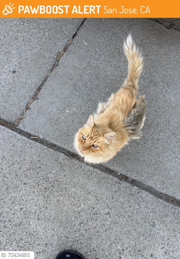 Found/Stray Unknown Cat last seen Mabury Rd and N capital Expressway, San Jose, CA 95133