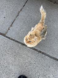Found/Stray Unknown Cat last seen Mabury Rd and N capital Expressway, San Jose, CA 95133