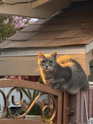 Lost Unknown Cat last seen Valley center, Charter Oak, CA 91724