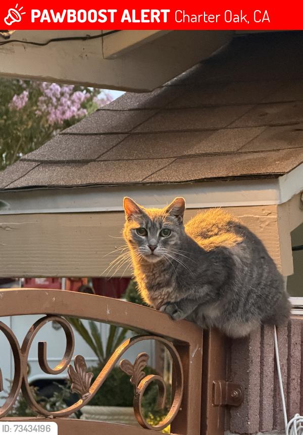 Lost Unknown Cat last seen Valley center, Charter Oak, CA 91724