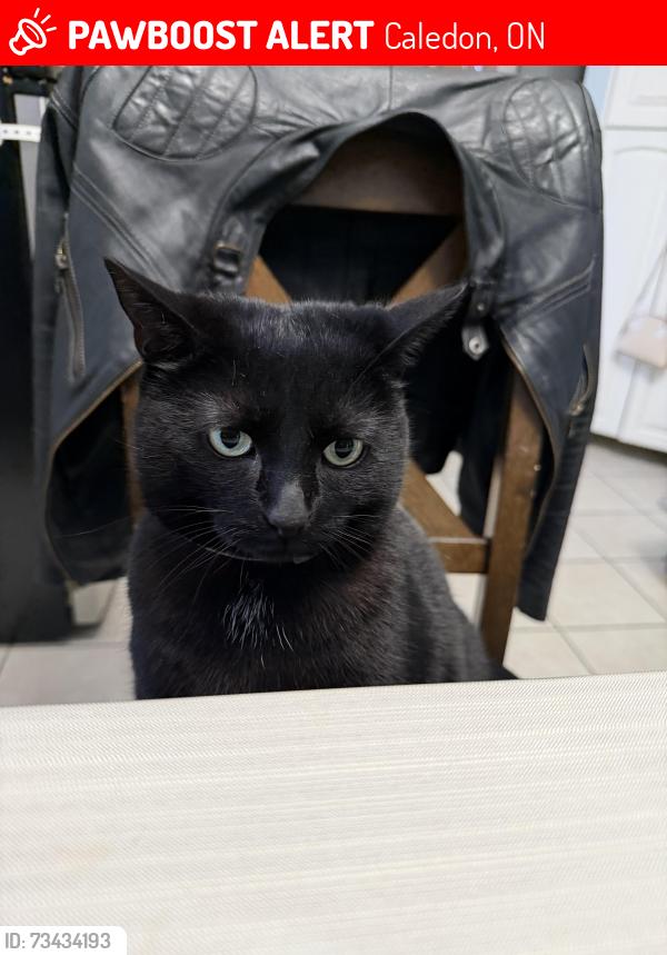Lost Female Cat last seen Lydia court and Downey dr, Caledon, ON 