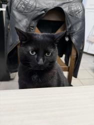 Lost Female Cat last seen Lydia court and Downey dr, Caledon, ON 