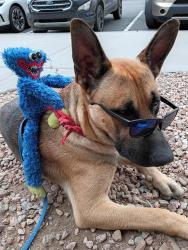 Reunited Male Dog last seen Gibson & Mulberry St SE, Albuquerque, NM 87106