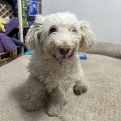 Reunited Male Dog last seen jane and lawrence, Toronto, ON M9N 2R8
