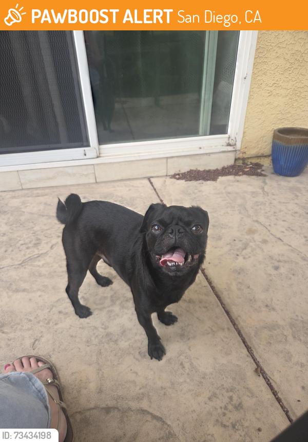 Found/Stray Male Dog last seen Madden CT near Church of God, San Diego, CA 92154