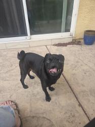 Found/Stray Male Dog last seen Madden CT near Church of God, San Diego, CA 92154