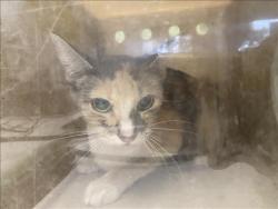 Shelter Stray Unknown Cat last seen , 1850 W 60th St, Los Angeles, CA 90047, USA