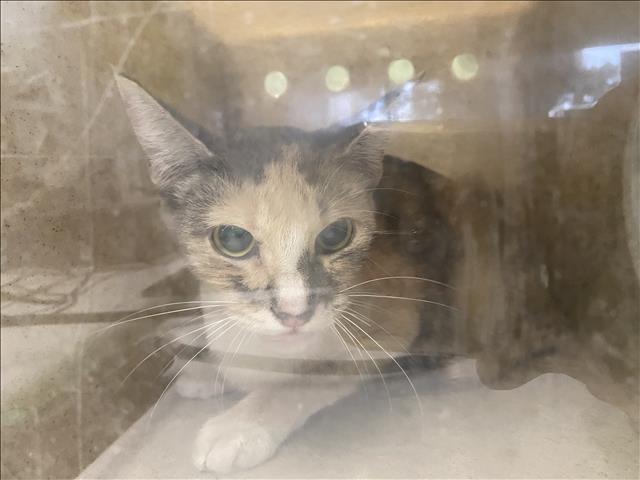 Shelter Stray Unknown Cat last seen , 1850 W 60th St, Los Angeles, CA 90047, USA