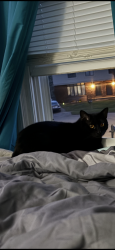 Lost Female Cat last seen Wood valley ct, Lexington, KY 40502