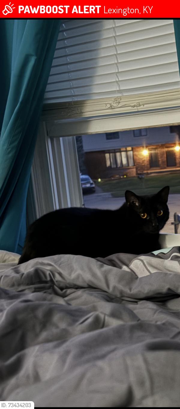 Lost Female Cat last seen Wood valley ct, Lexington, KY 40502