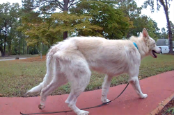 Lost Male Dog last seen Flora drive and Rabon Farms, Columbia, SC 29223