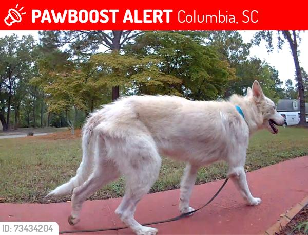 Lost Male Dog last seen Flora drive and Rabon Farms, Columbia, SC 29223
