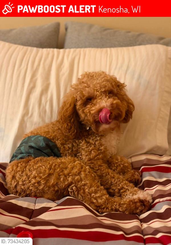 Lost Male Dog last seen 19th Avenue Kenosha, Kenosha, WI 53140
