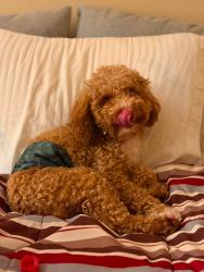 Lost Male Dog last seen 19th Avenue Kenosha, Kenosha, WI 53140