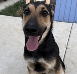 Reunited Male Dog last seen M and 8th Streets, Rio Linda CA, Rio Linda, CA 95673
