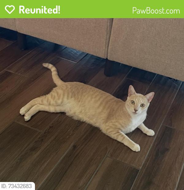 Reunited Male Cat last seen Country Club Drive, Port St. Lucie, FL 34986