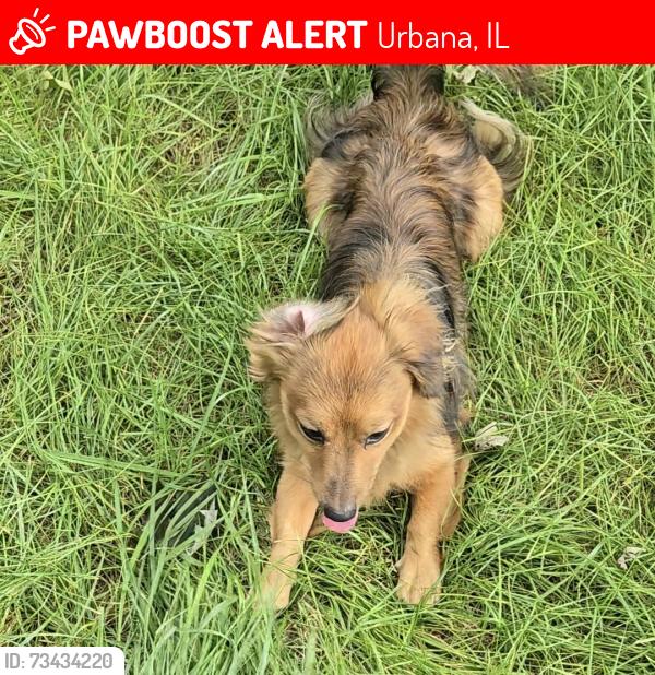 Lost Male Dog last seen University Ave./ East University Ave., Urbana, IL 61802