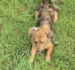 Lost Male Dog last seen University Ave./ East University Ave., Urbana, IL 61802