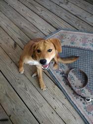 Found/Stray Female Dog last seen Albert st. and MeadowPark, White Settlement, TX 76108