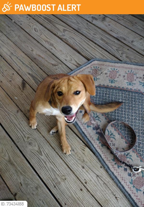 Found/Stray Female Dog last seen Albert st. and MeadowPark, White Settlement, TX 76108