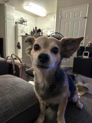 Lost Female Dog last seen Webster Alameda Ca 94501, Alameda, CA 94501
