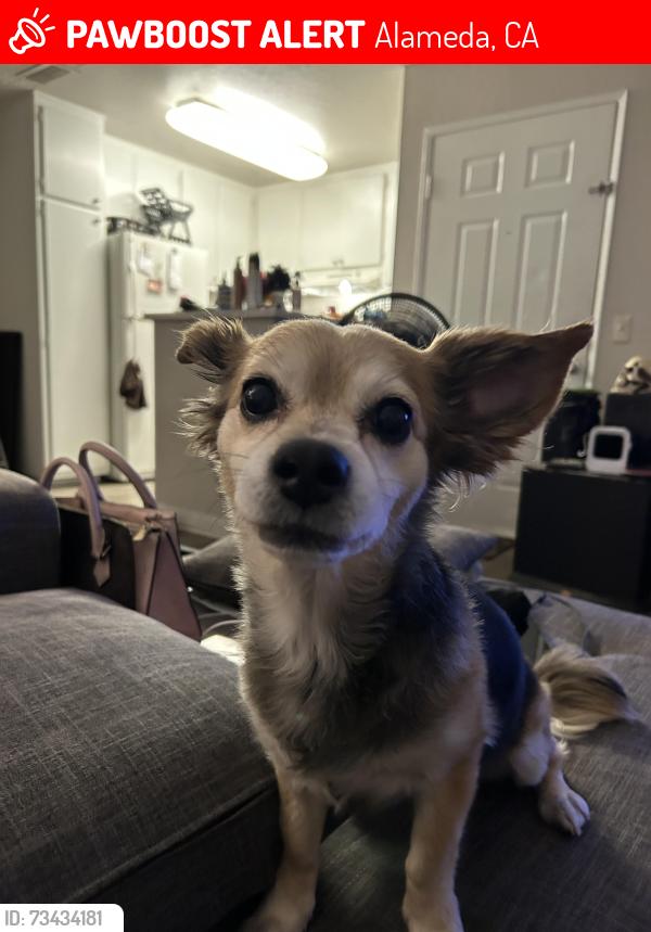 Lost Female Dog last seen Webster Alameda Ca 94501, Alameda, CA 94501