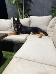 Reunited Male Dog last seen Veterans memorial and post, Douglasville, GA 30187