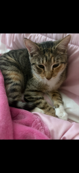 Found/Stray Female Cat last seen Welsey manor dr, Sunrise Manor, NV 89156
