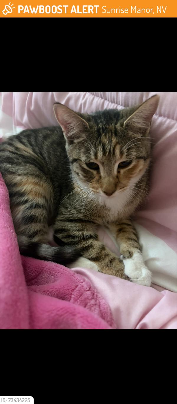 Found/Stray Female Cat last seen Welsey manor dr, Sunrise Manor, NV 89156