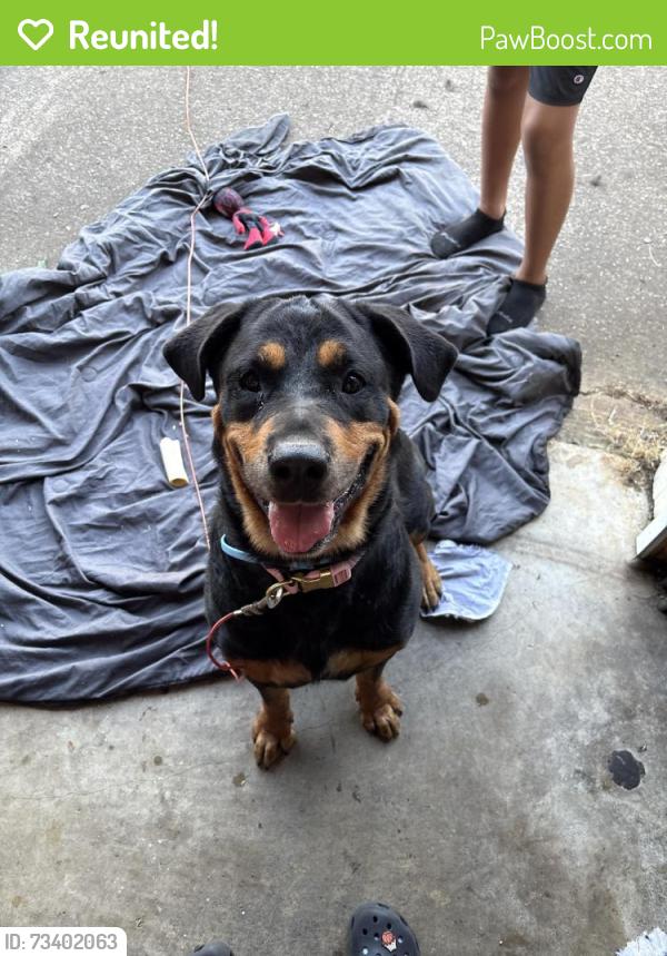 Reunited Female Dog last seen Near Iris Dr, Chattanooga, TN 37421