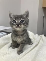 Shelter Stray Male Cat last seen Near KINGSBRIDGE DR, Sacramento County, CA, 6201 Florin Perkins Rd, Sacramento, CA 95828, USA