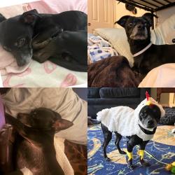 Reunited Male Dog last seen Near Poker flts Rd, Penn Valley, CA 95946, USA, Penn Valley, CA 95946