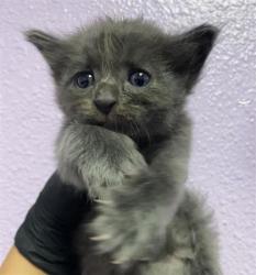 Shelter Stray Female Cat last seen Near N Stanton St, CITY of El Paso, TX, 5001 Fred Wilson Ave, El Paso, TX 79906, USA