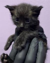 Shelter Stray Female Cat last seen Near N Stanton St, CITY of El Paso, TX, 5001 Fred Wilson Ave, El Paso, TX 79906, USA