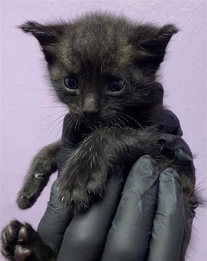 Shelter Stray Female Cat last seen Near N Stanton St, CITY of El Paso, TX, 5001 Fred Wilson Ave, El Paso, TX 79906, USA
