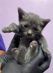 Shelter Stray Female Cat last seen Near N Stanton St, CITY of El Paso, TX, 5001 Fred Wilson Ave, El Paso, TX 79906, USA