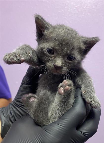 Shelter Stray Female Cat last seen Near N Stanton St, CITY of El Paso, TX, 5001 Fred Wilson Ave, El Paso, TX 79906, USA