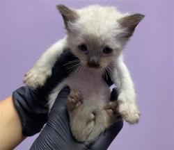 Shelter Stray Female Cat last seen Near N Stanton St, CITY of El Paso, TX, 5001 Fred Wilson Ave, El Paso, TX 79906, USA