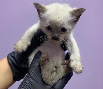 Shelter Stray Female Cat last seen Near N Stanton St, CITY of El Paso, TX, 5001 Fred Wilson Ave, El Paso, TX 79906, USA