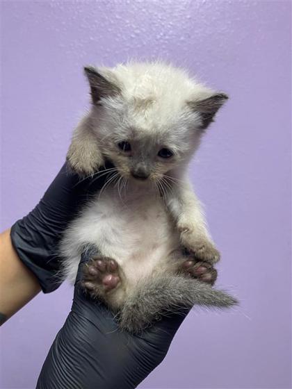 Shelter Stray Female Cat last seen Near N Stanton St, CITY of El Paso, TX, 5001 Fred Wilson Ave, El Paso, TX 79906, USA