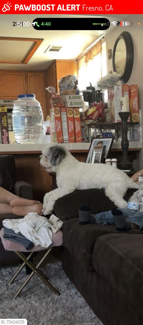 Lost Male Dog last seen Shields/palm, Fresno, CA 93705