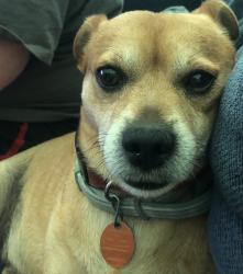 Lost Male Dog last seen Perry road and strawberry plains pike, Knoxville, TN 37914