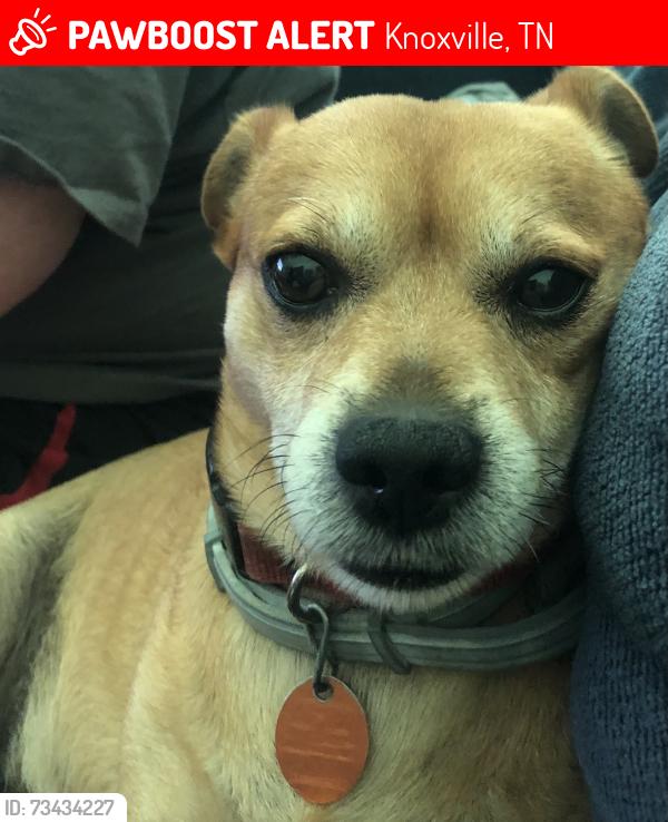 Lost Male Dog last seen Perry road and strawberry plains pike, Knoxville, TN 37914