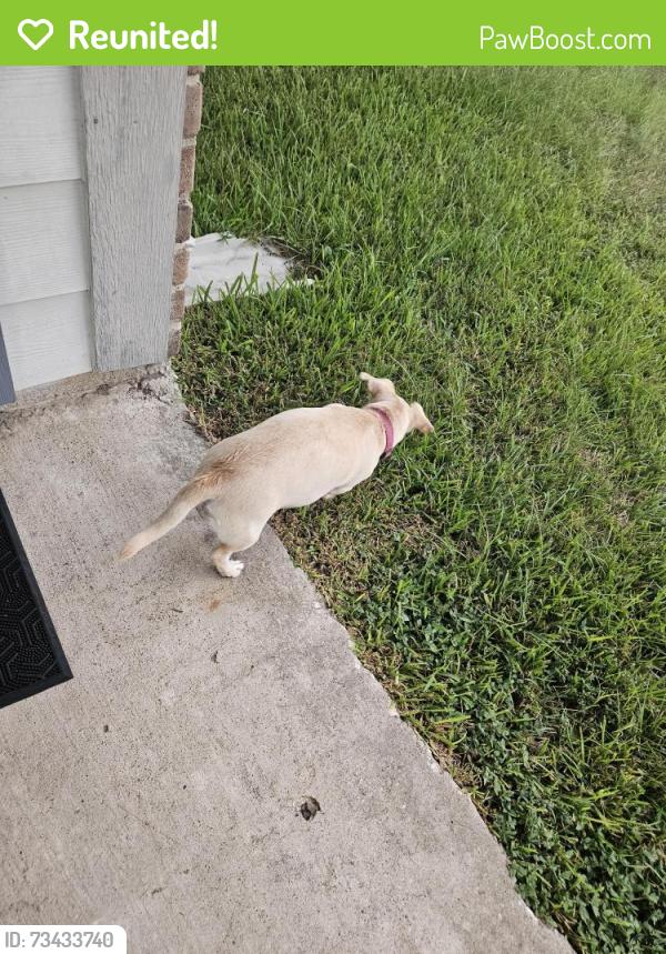 Reunited Female Dog last seen Pale St. And Green Valley, Houston, TX 77064