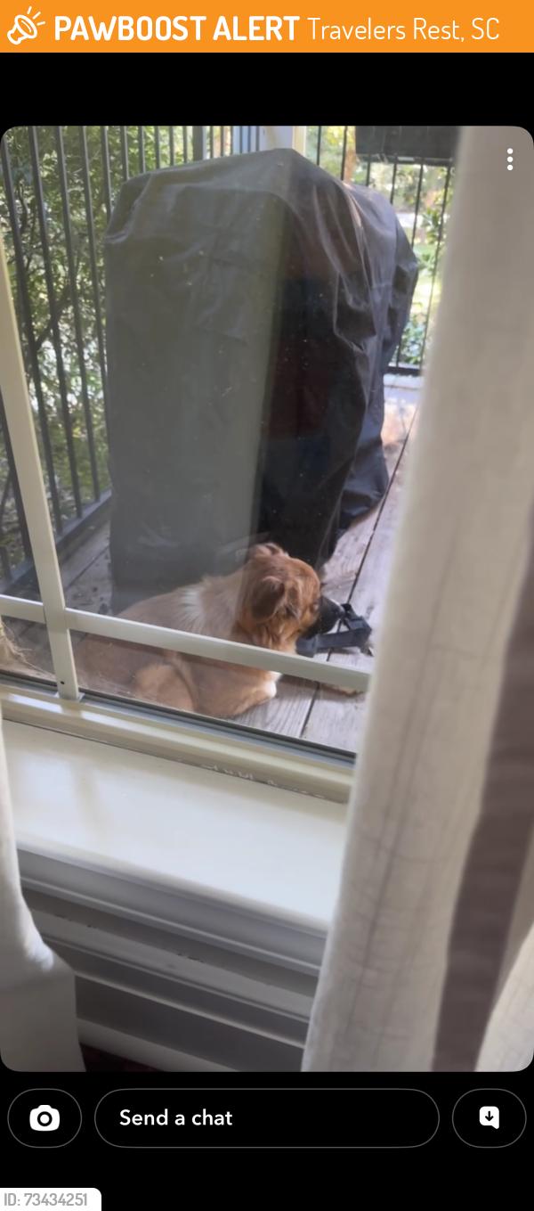 Found/Stray Female Dog last seen Ingles in travelers rest/marietta, Travelers Rest, SC 29690