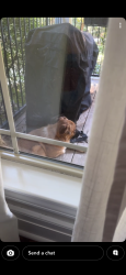 Found/Stray Female Dog last seen Ingles in travelers rest/marietta, Travelers Rest, SC 29690