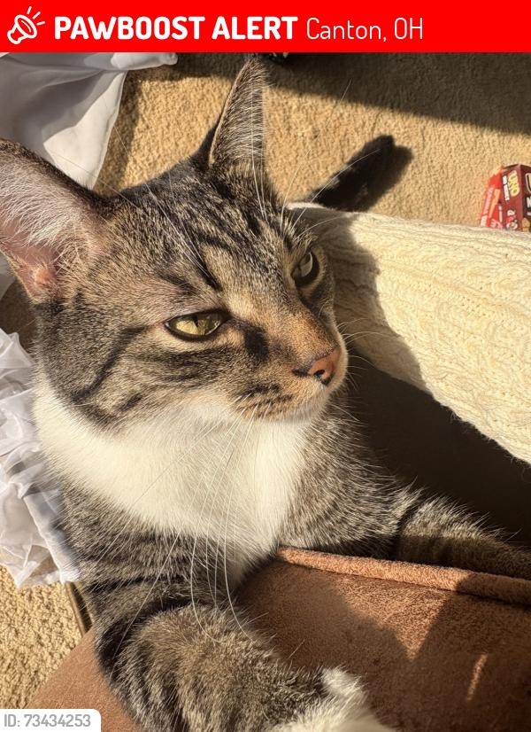 Lost Male Cat last seen Ferndale Apts, Canton, OH 44709