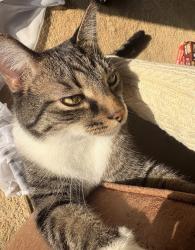Lost Male Cat last seen Ferndale Apts, Canton, OH 44709