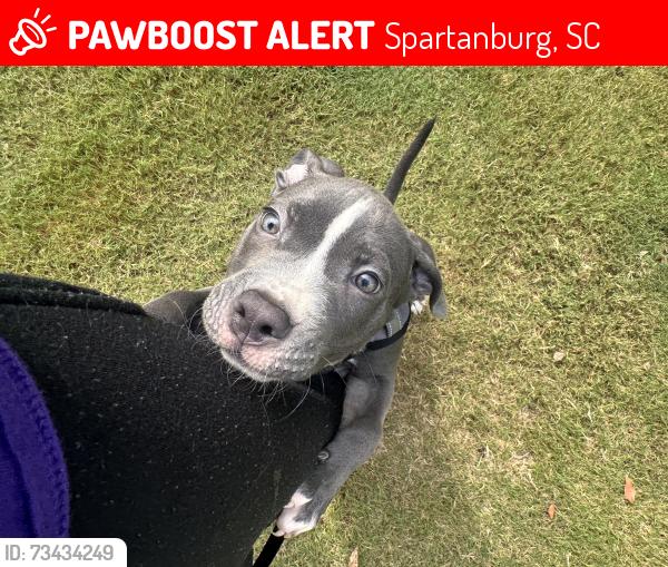 Lost Male Dog last seen Spartanburg Sc, Spartanburg, SC 29301